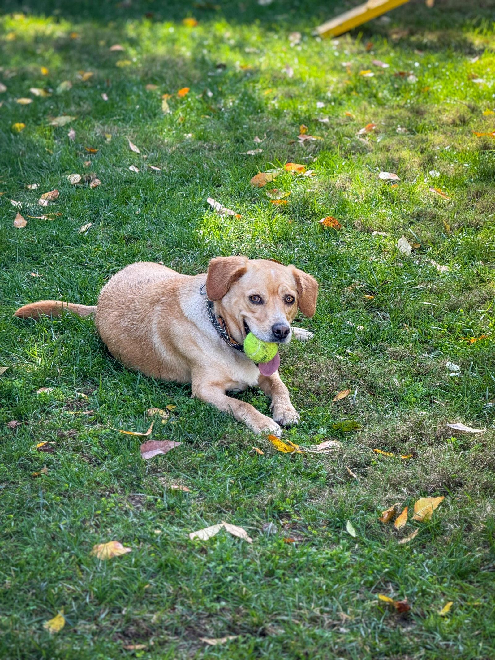 Enlarge Connor, a Adoptable Labrador Retriever in San Diego, CA image 2/3