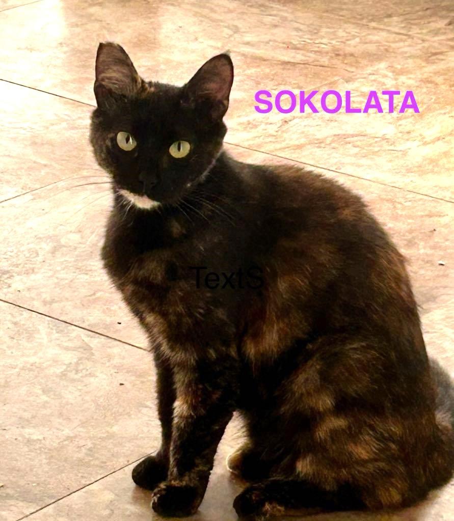 Sokolata