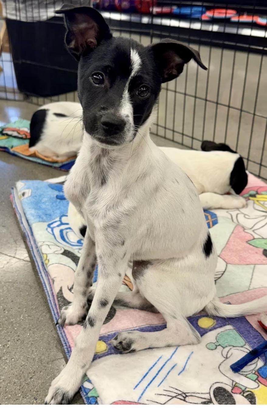 Enlarge William Henry, a Adoptable mixed breed in El Cajon, CA image 2/2