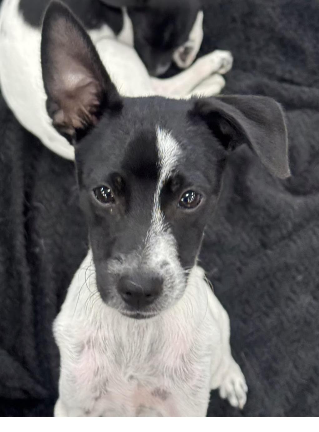 Enlarge William Henry, a Adoptable mixed breed in El Cajon, CA image 1/2