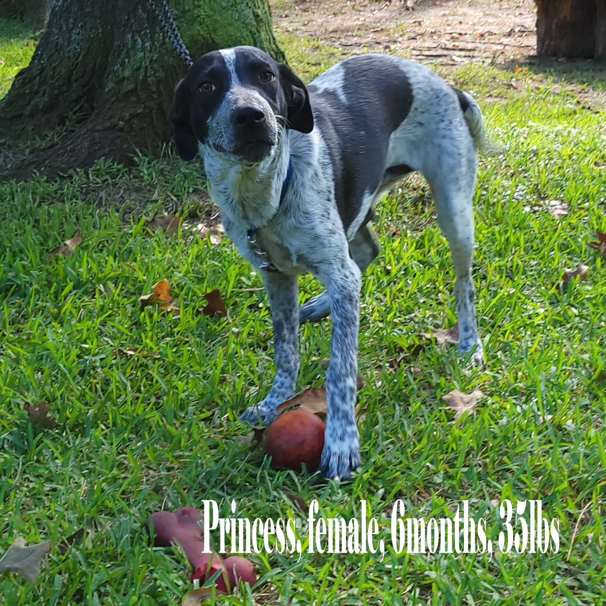 Princess, a ADOPTABLE mixed breed in Jay, NY image 4/5