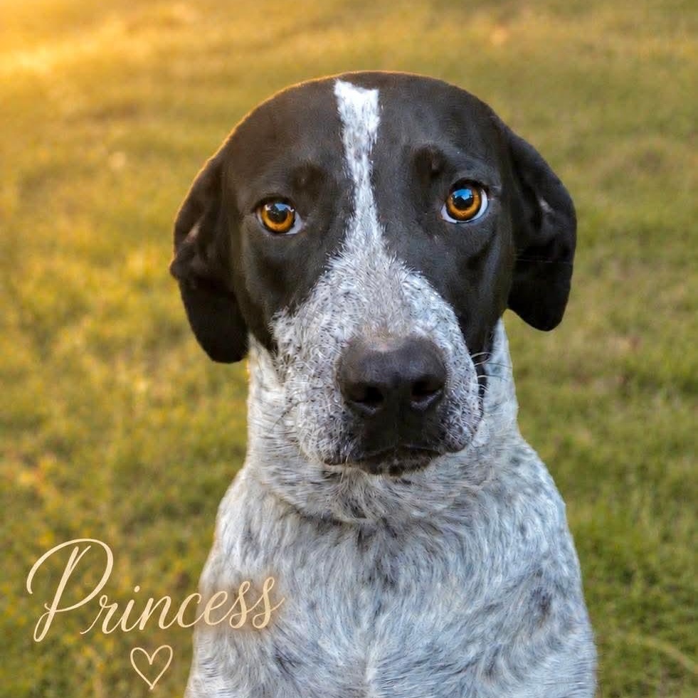 Princess, ADOPTABLE, Young Female German Shorthaired Pointer.