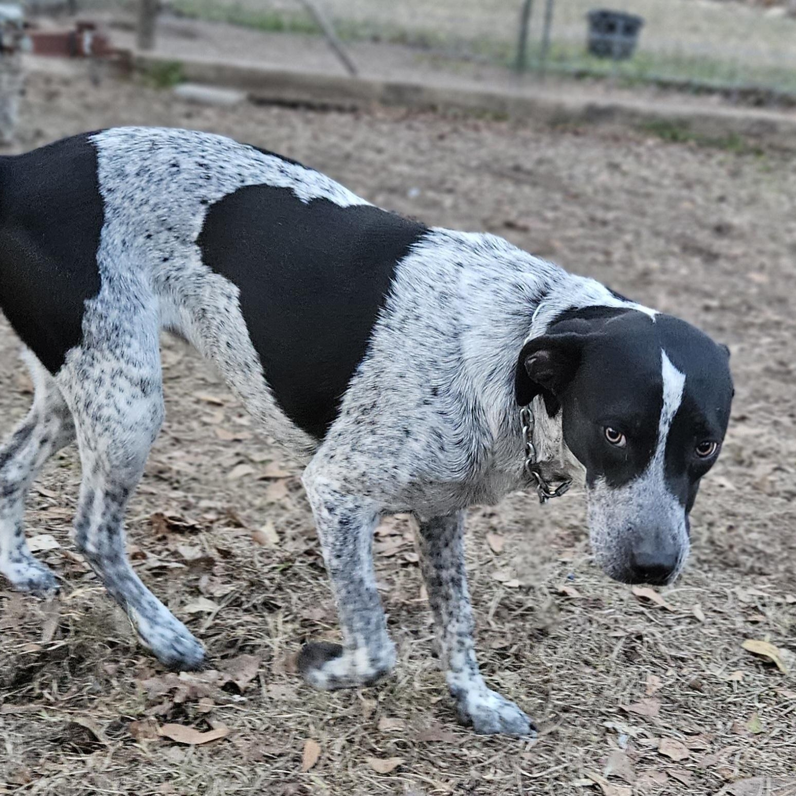 Princess, a ADOPTABLE mixed breed in Jay, NY image 3/5
