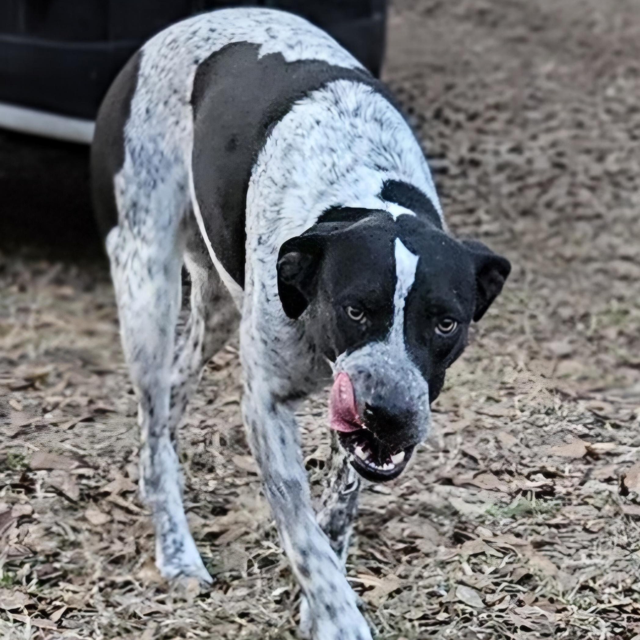 Princess, a ADOPTABLE mixed breed in Jay, NY image 5/5