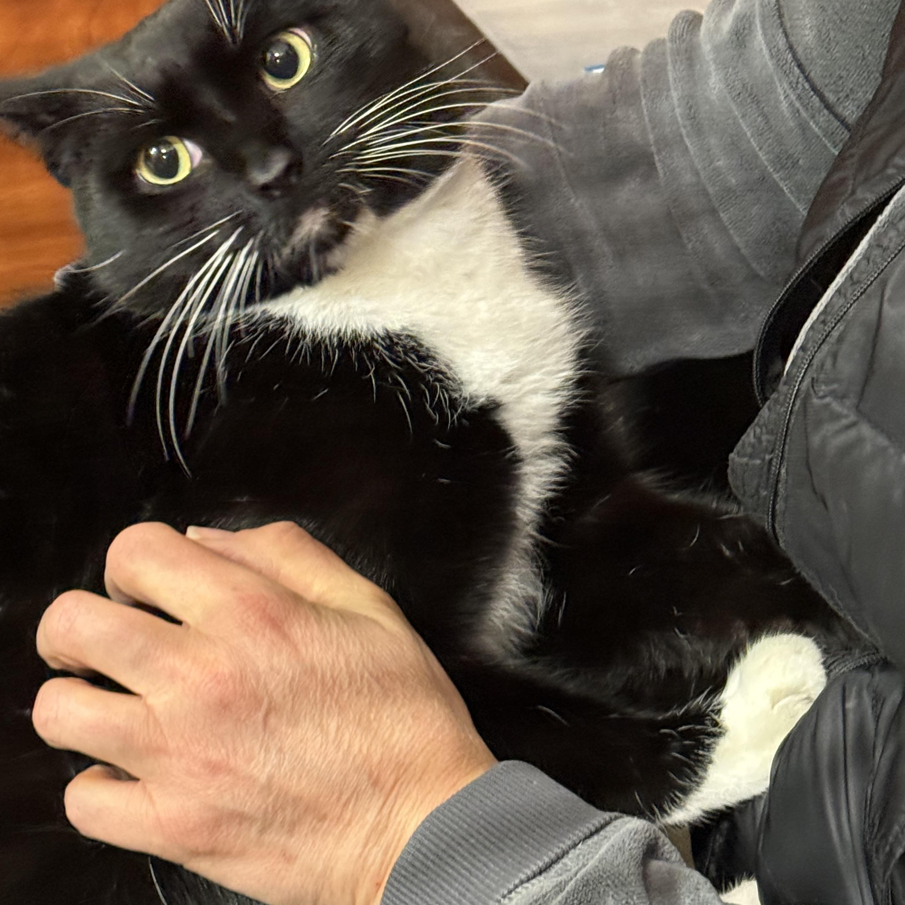 Enlarge Susan , a ADOPTABLE Domestic Short Hair in Old Bridge, NJ image 3/3