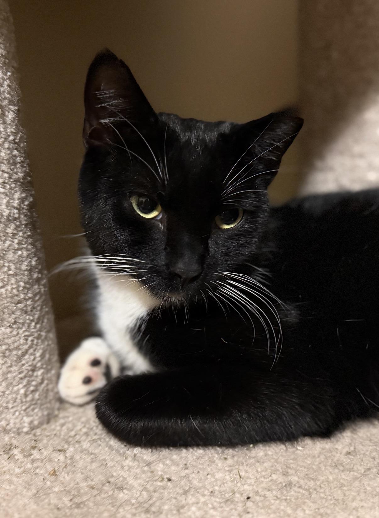 Enlarge Susan , a ADOPTABLE Domestic Short Hair in Old Bridge, NJ image 2/3