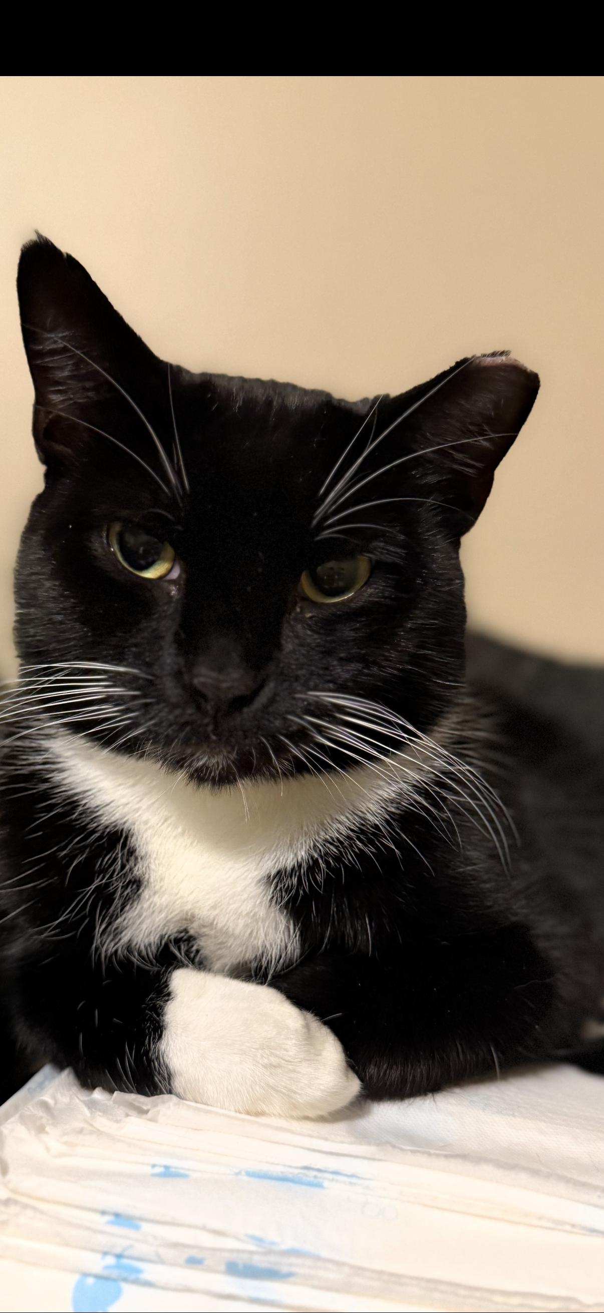 Enlarge Susan , a ADOPTABLE Domestic Short Hair in Old Bridge, NJ image 1/3