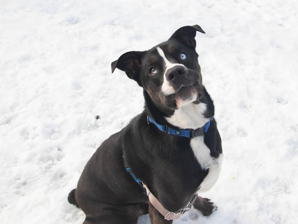 Knox, a Adoptable mixed breed in Lansing, KS image 1/5