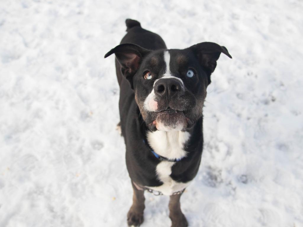 Knox, a Adoptable mixed breed in Lansing, KS image 1/5