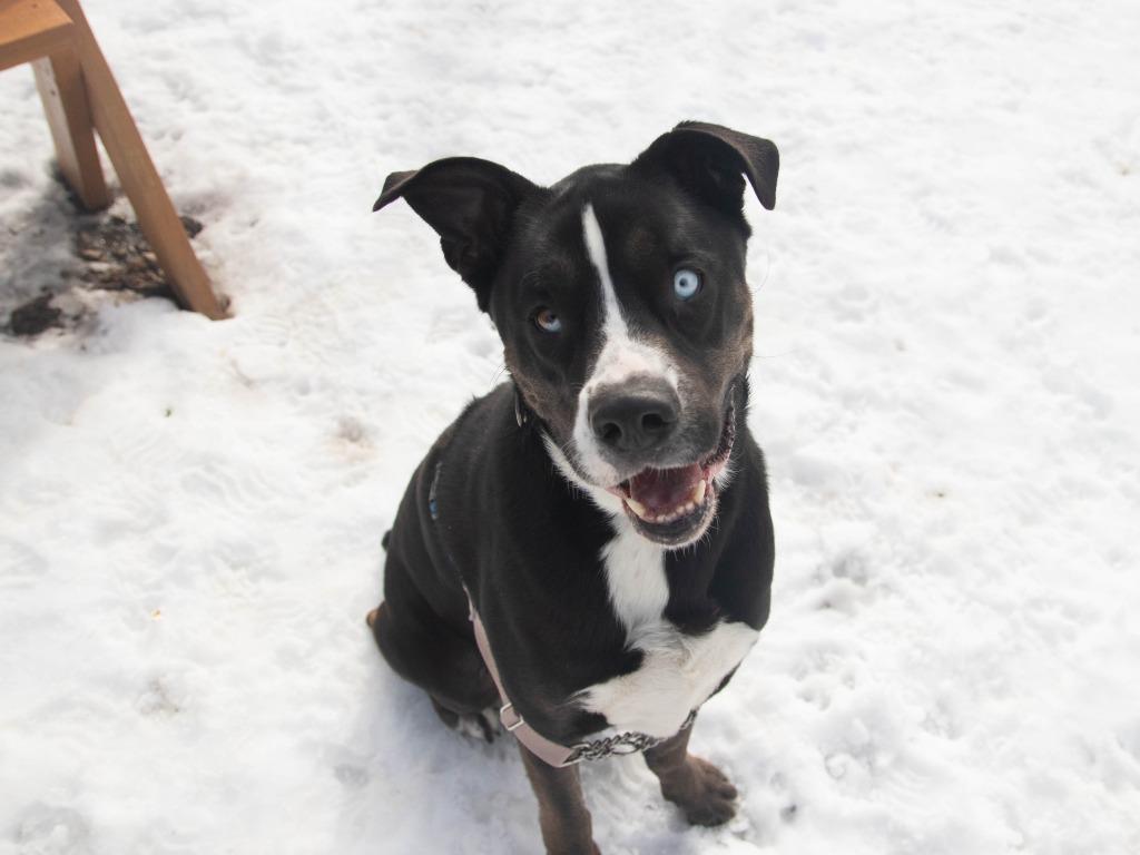 Knox, a Adoptable mixed breed in Lansing, KS image 3/5