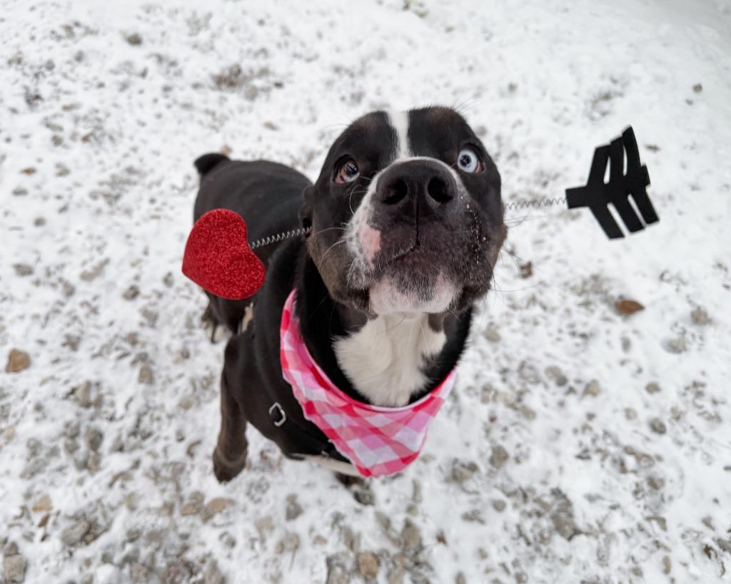 Knox, a Adoptable mixed breed in Lansing, KS image 4/5