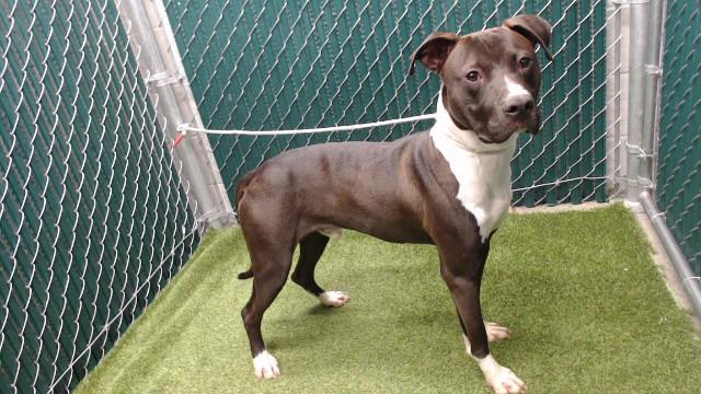 EDWARD, Adoptable, Young Male Pit Bull Terrier.