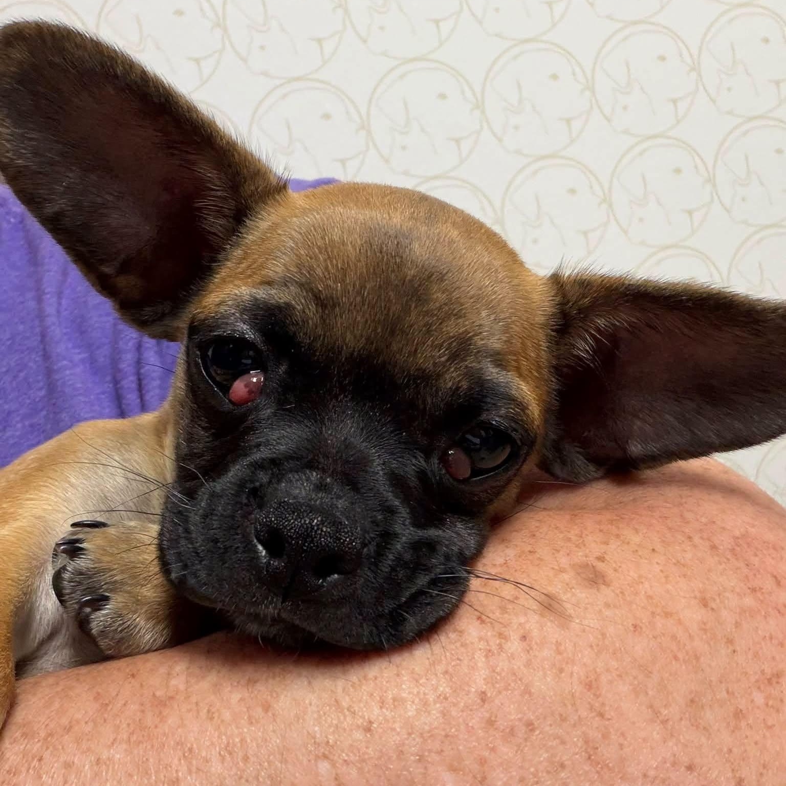 Enlarge Villie, a Adoptable mixed breed in Thompson's Station, TN image 2/2