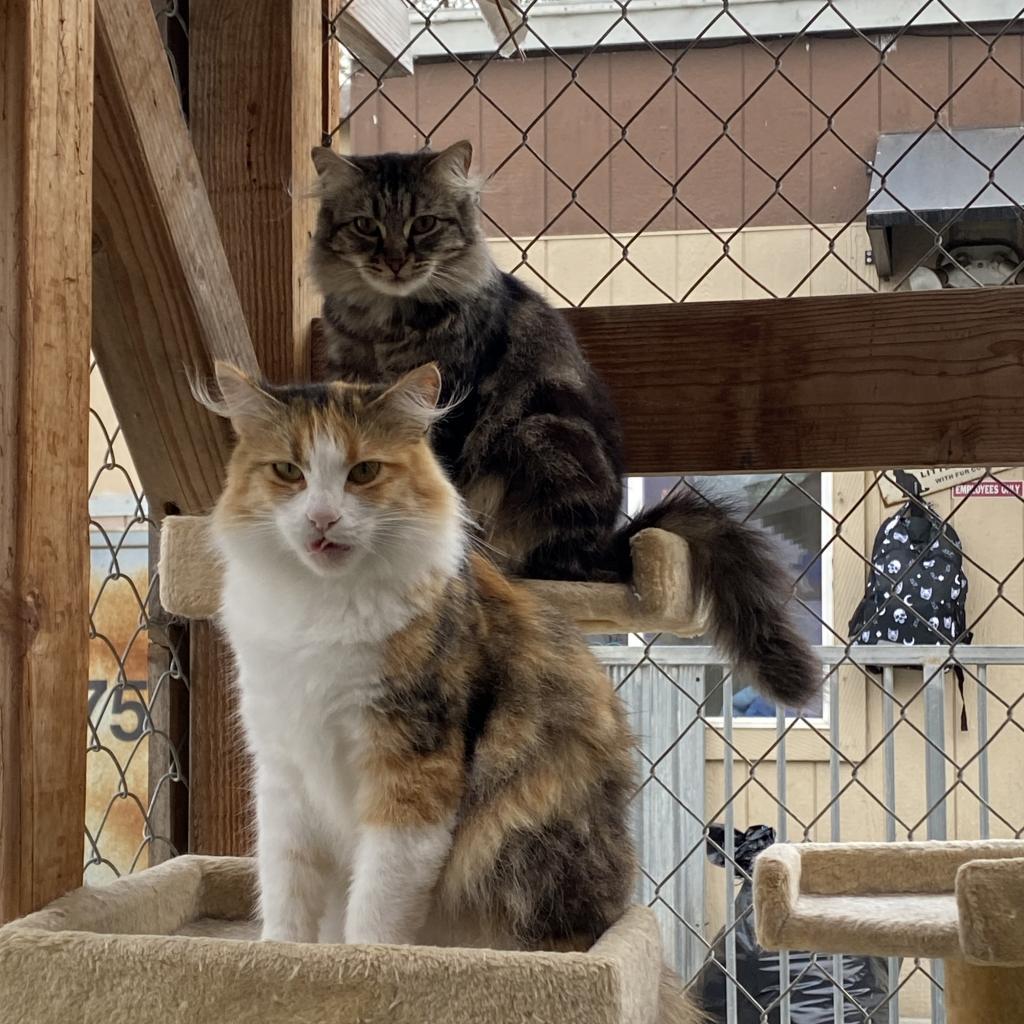 CleoCatra "Cleo", Adoptable, Adult Female Domestic Medium Hair.