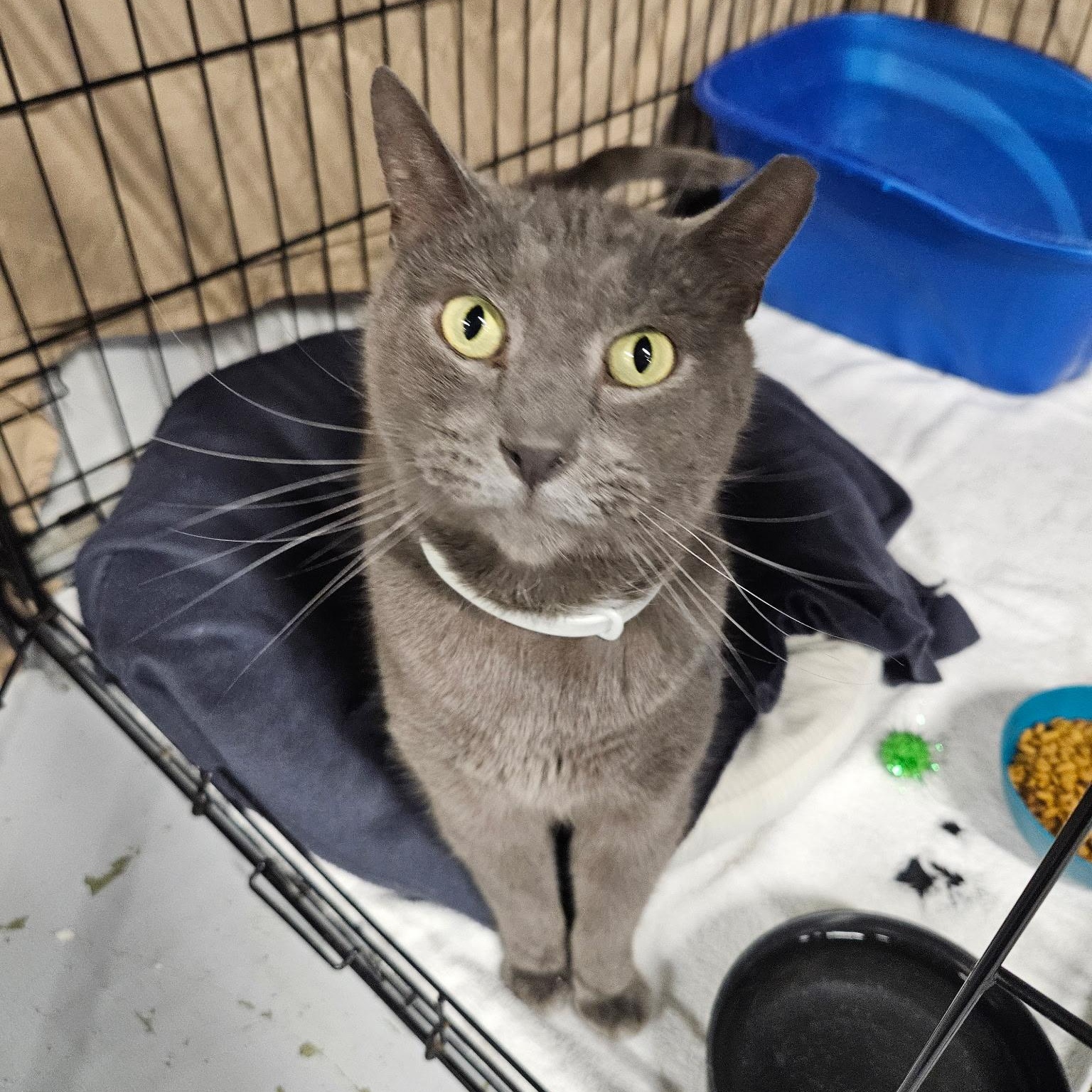 Enlarge Dustin, a ADOPTABLE Russian Blue in Altoona, PA image 1/2