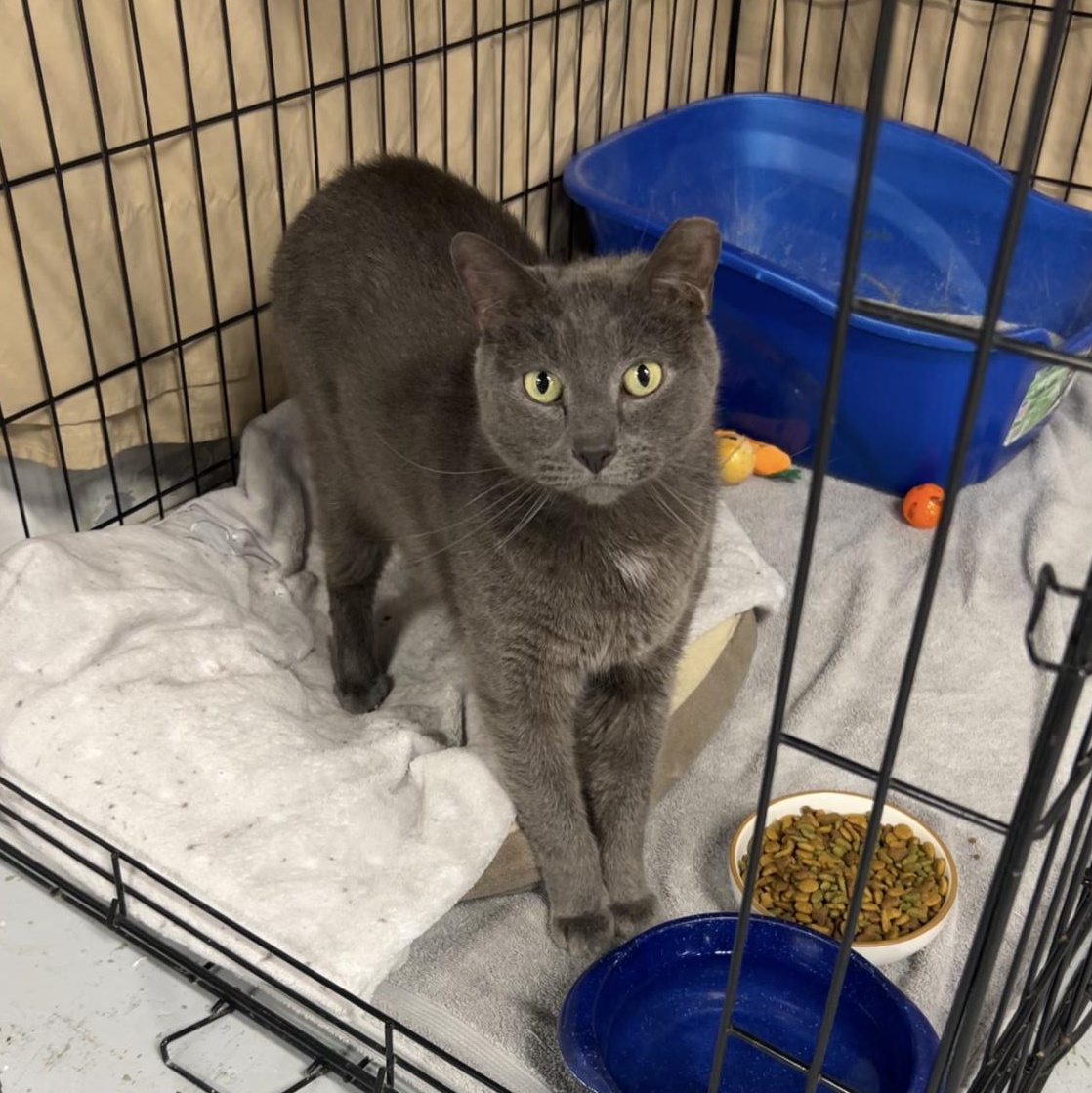 Dustin, a ADOPTABLE Russian Blue in Altoona, PA image 3/3