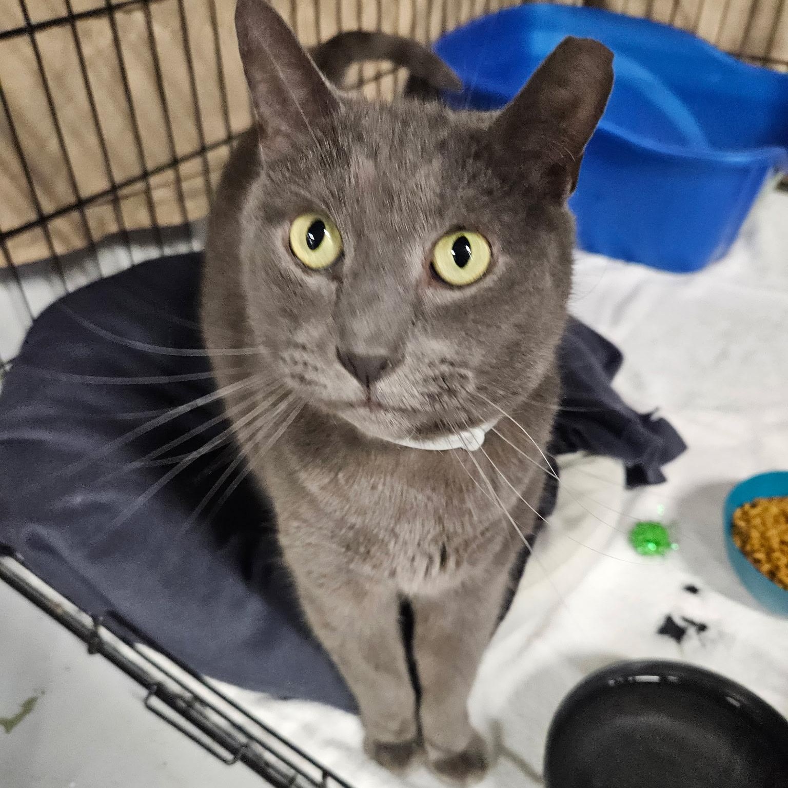 Enlarge Dustin, a ADOPTABLE Russian Blue in Altoona, PA image 2/2