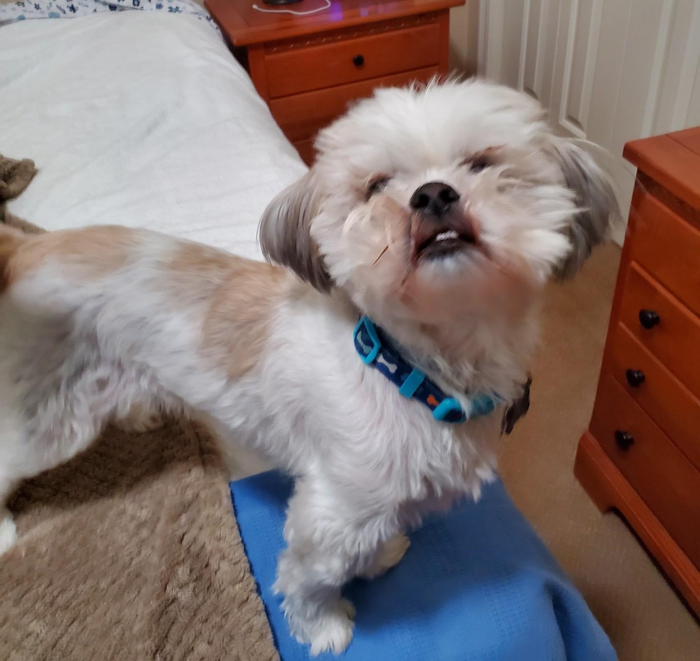 Enlarge Coco, an adopted Shih Tzu in Henderson, NV image 1/6