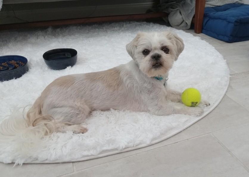 Enlarge Coco, an adopted Shih Tzu in Henderson, NV image 6/6
