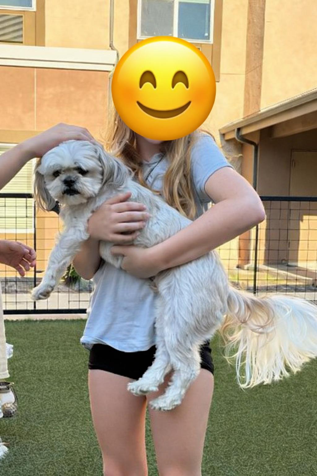 Enlarge Coco, an adopted Shih Tzu in Henderson, NV image 5/6