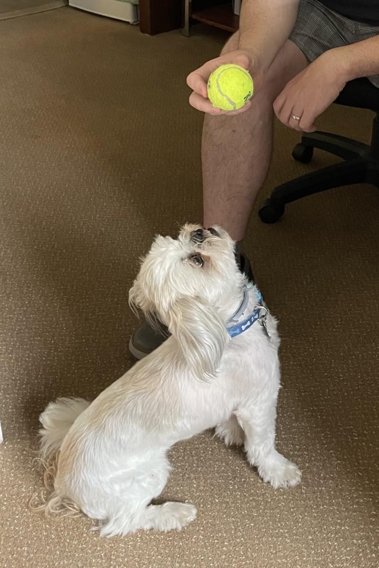 Enlarge Coco, an adopted Shih Tzu in Henderson, NV image 4/6