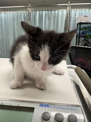 Sochi, Adoptable, Kitten Male Domestic Short Hair & Domestic Short Hair.