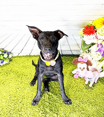 Enlarge JEANI, a Adoptable mixed breed in Castro Valley, CA image 1/3