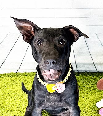 Enlarge JEANI, a Adoptable mixed breed in Castro Valley, CA image 2/3