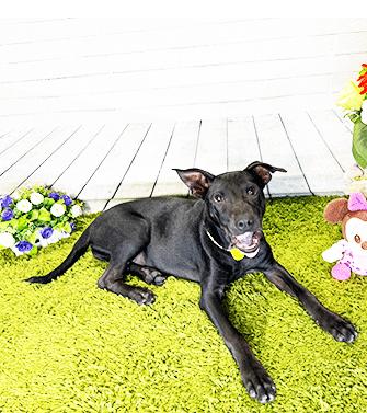 Enlarge JEANI, a Adoptable mixed breed in Castro Valley, CA image 3/3
