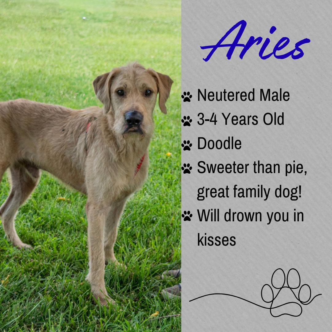 Aries, ADOPTABLE, Adult Male Labradoodle.