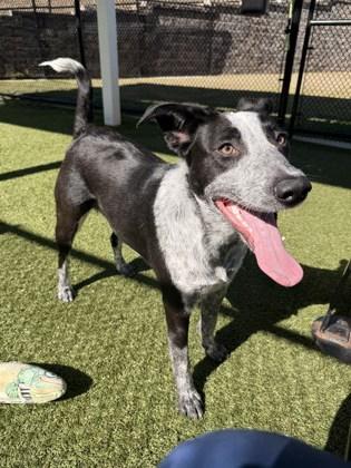 Nellie, a Adoptable mixed breed in Daphne, AL image 2/3