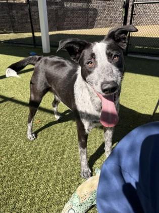 Nellie, Adoptable, Adult Female Cattle Dog & Mixed Breed.