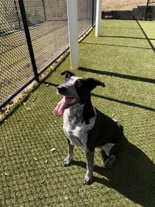 Enlarge Nellie, a Adoptable mixed breed in Daphne, AL image 2/3