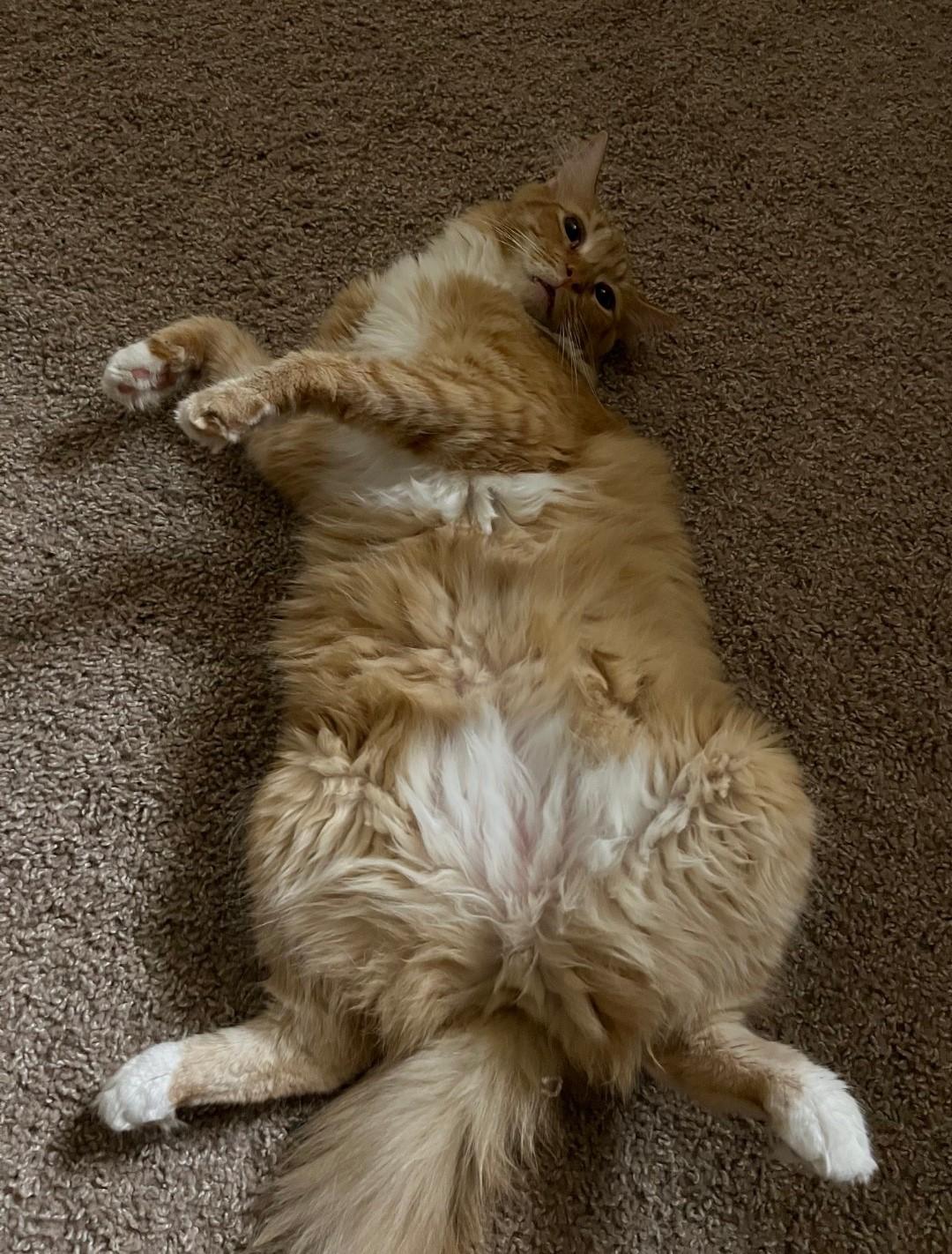 Simba, a Adoptable Domestic Long Hair in Panama City Beach, FL image 2/2