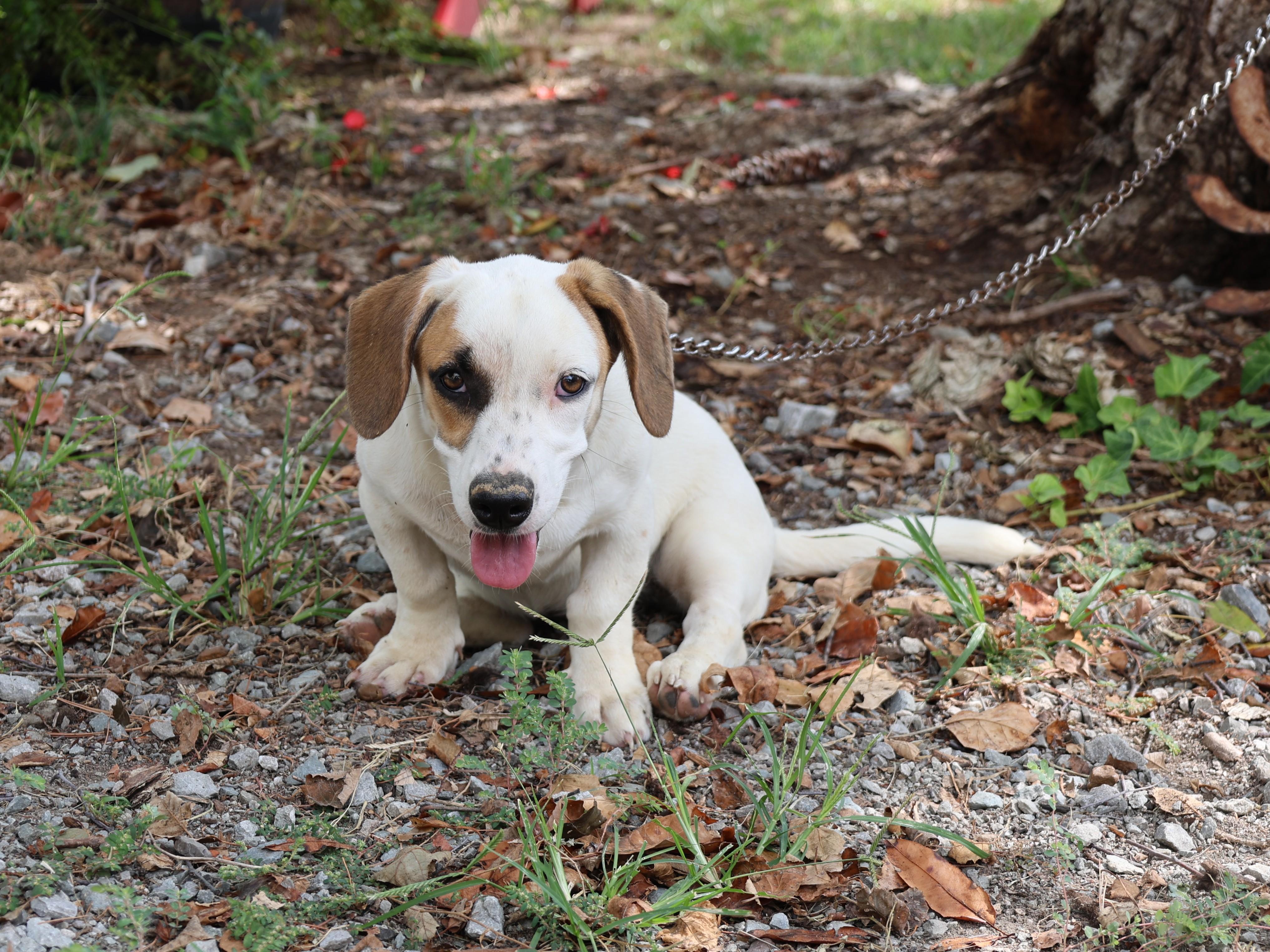 Enlarge PENNY, a Adoptable mixed breed in Southington, CT image 6/6