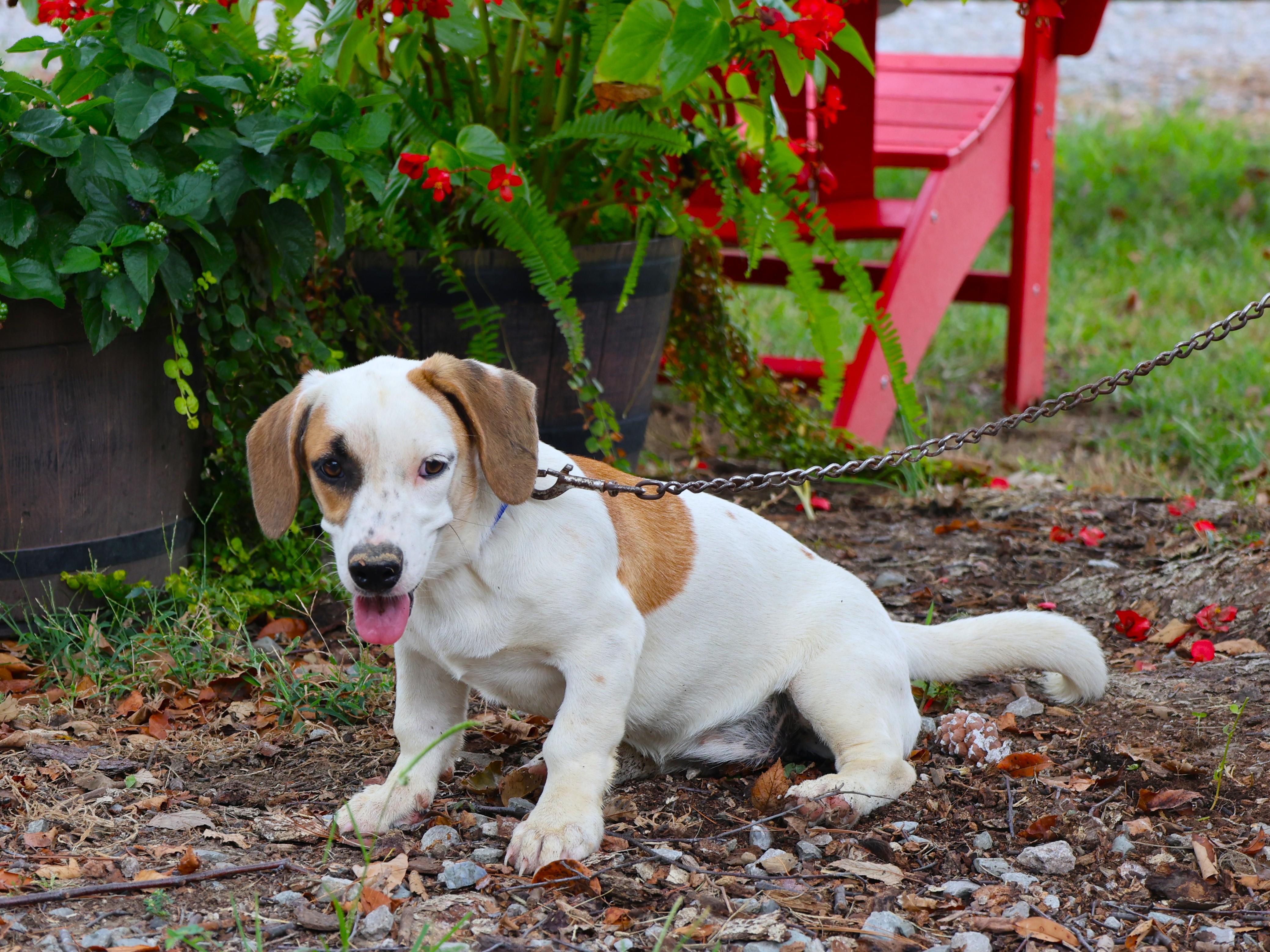 Enlarge PENNY, a Adoptable mixed breed in Southington, CT image 4/6