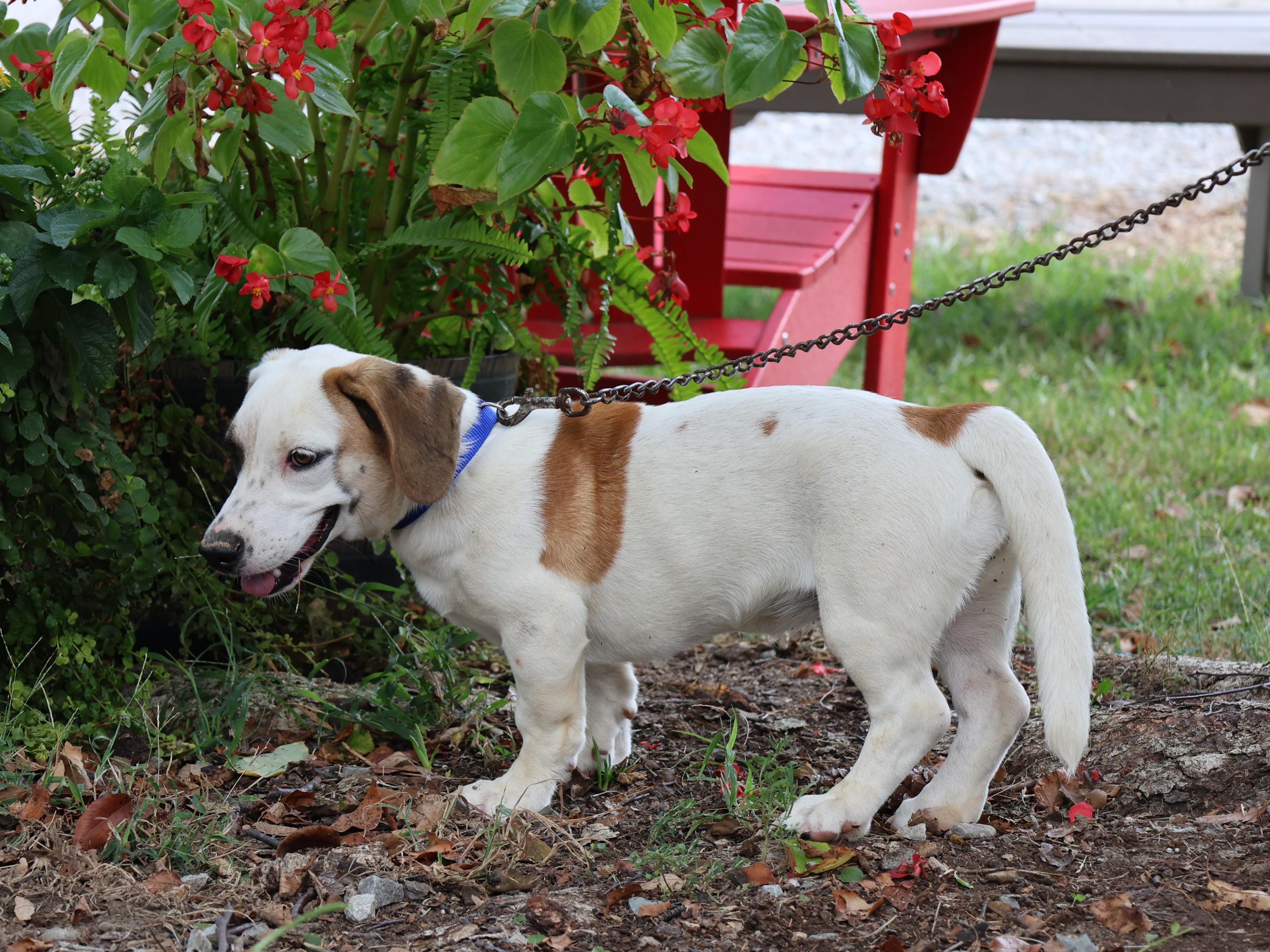 Enlarge PENNY, a Adoptable mixed breed in Southington, CT image 3/6