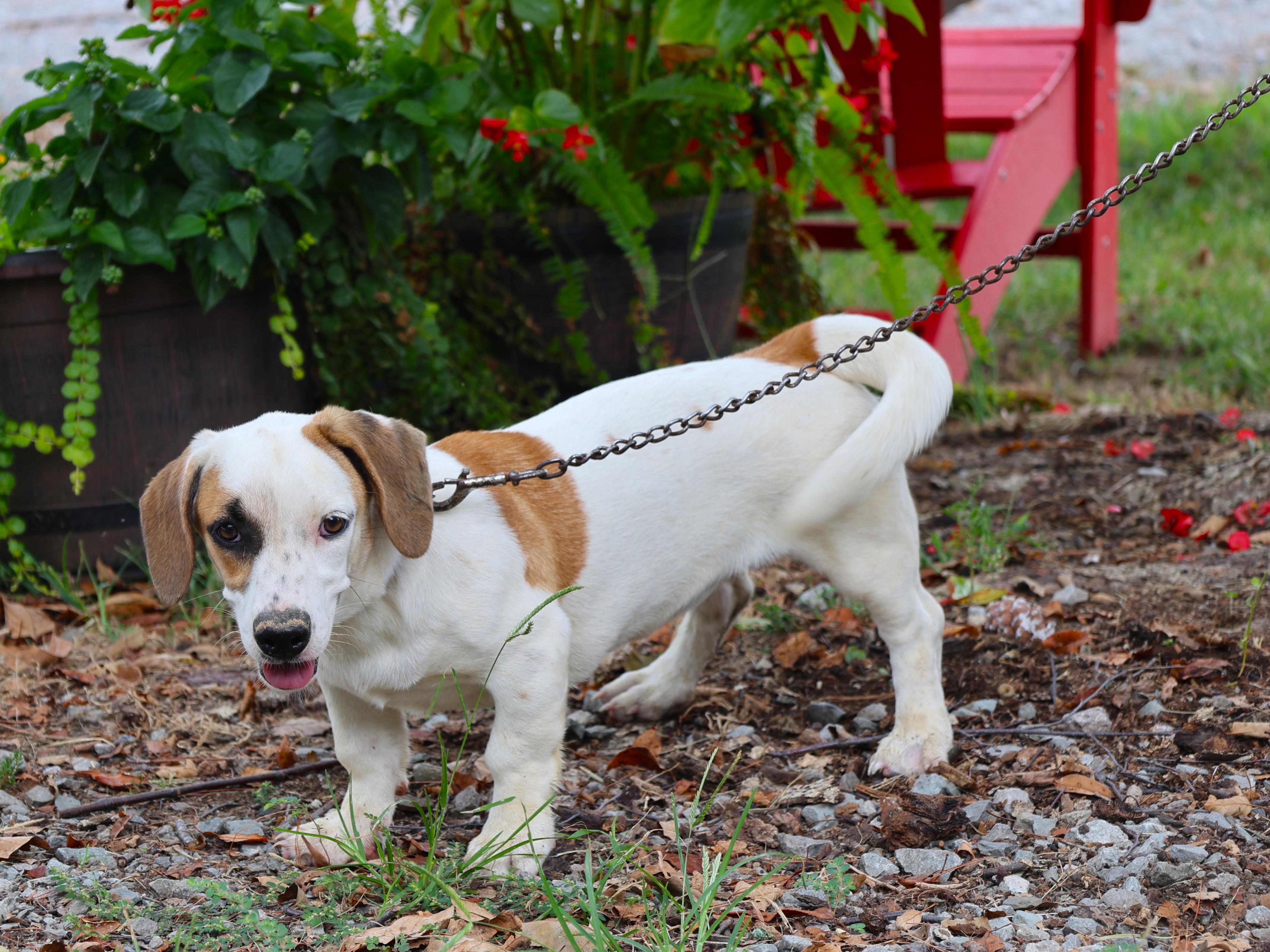 PENNY, Adoptable, Puppy Female Dachshund & Basset Hound.