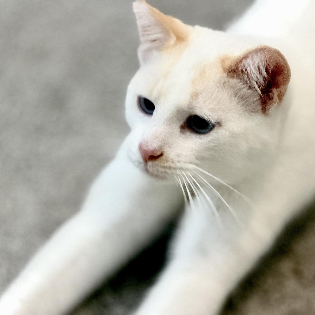 Georgie Boy, Adoptable, Young Male Siamese.