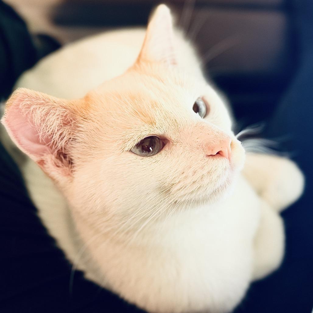 Enlarge Georgie Boy, a Adoptable Siamese in Menifee, CA image 1/6