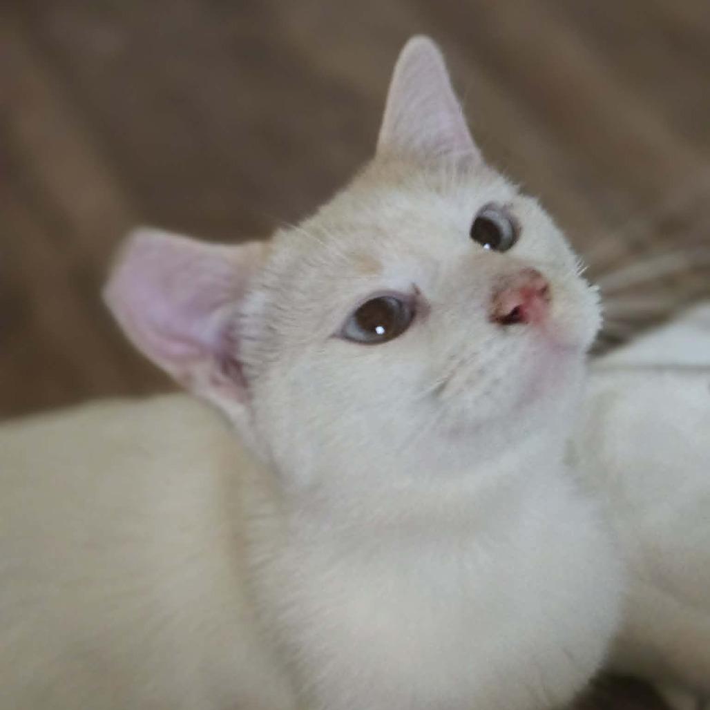Enlarge Georgie Boy, a Adoptable Siamese in Agoura Hills, CA image 1/6