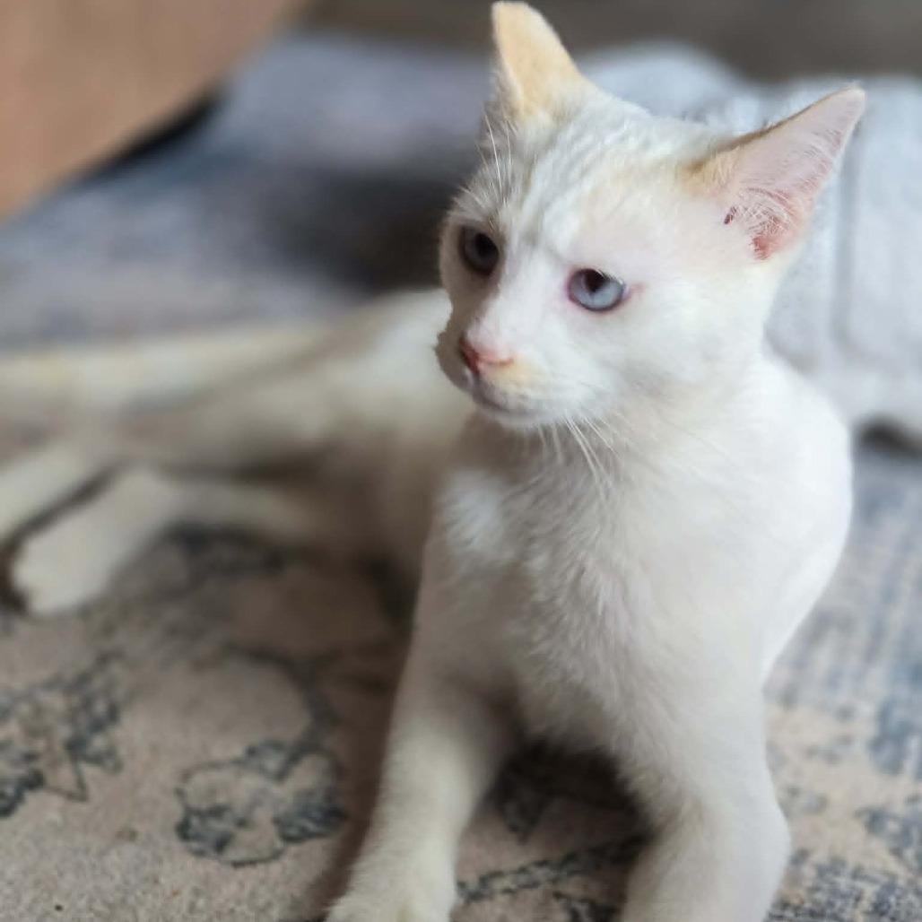 Enlarge Georgie Boy, a Adoptable Siamese in Agoura Hills, CA image 2/6