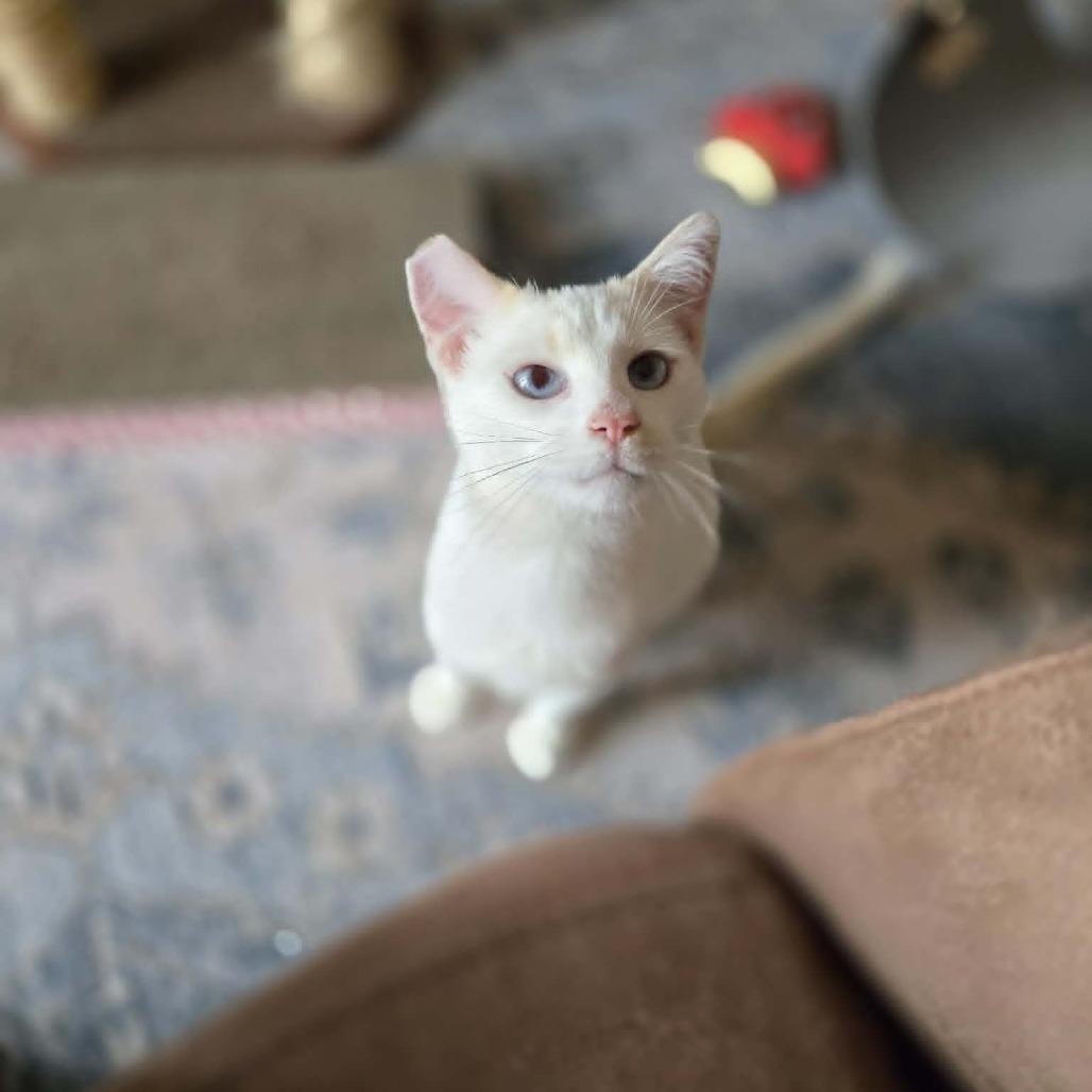 Enlarge Georgie Boy, a Adoptable Siamese in Agoura Hills, CA image 3/6