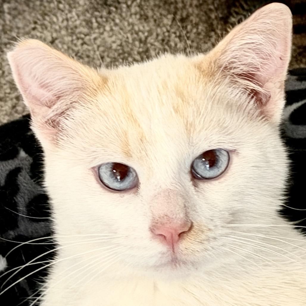 Georgie Boy, a Adoptable Siamese in Agoura Hills, CA image 2/6
