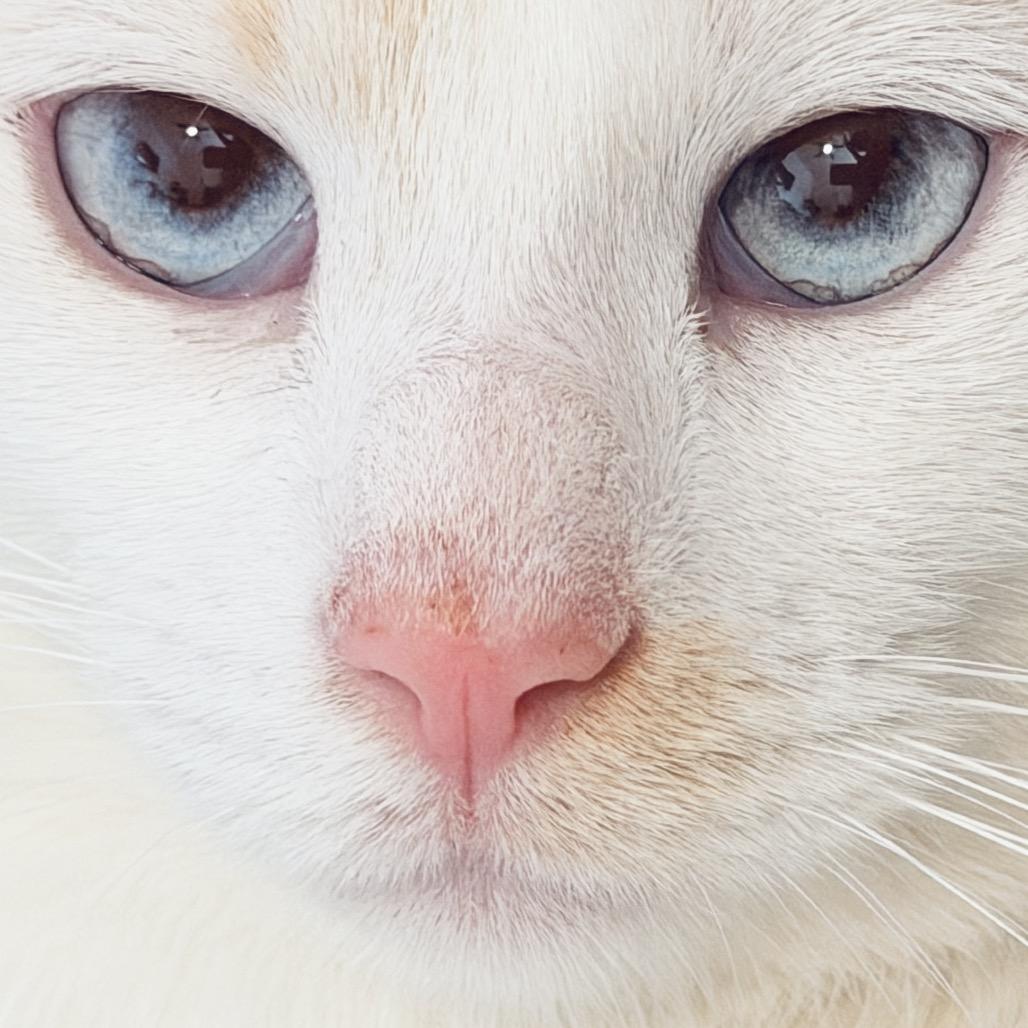 Georgie Boy, a Adoptable Siamese in Agoura Hills, CA image 3/6
