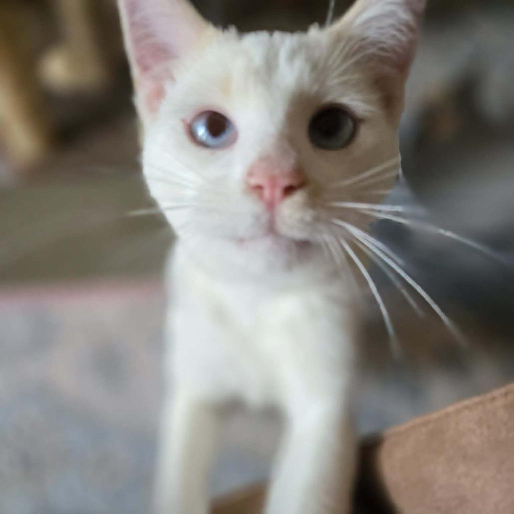 Enlarge Georgie Boy, a Adoptable Siamese in Agoura Hills, CA image 4/6