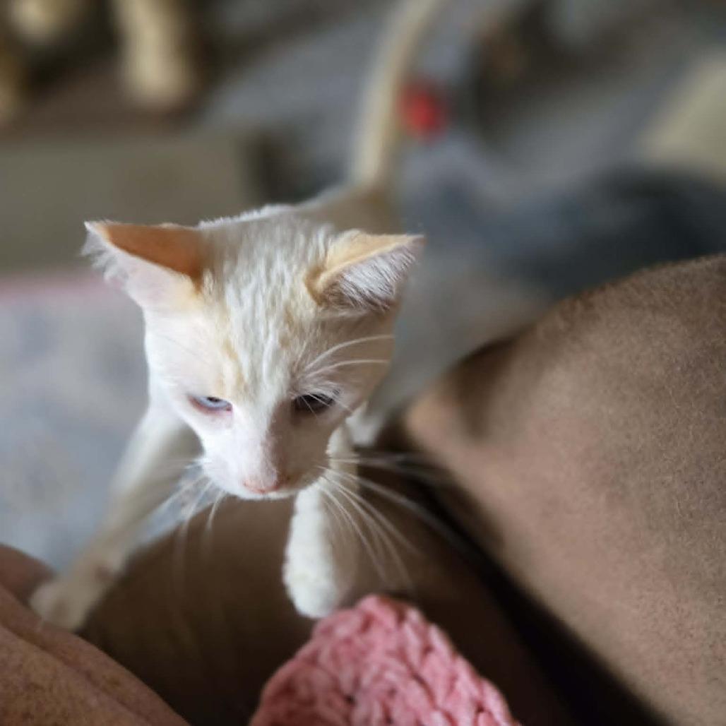 Enlarge Georgie Boy, a Adoptable Siamese in Agoura Hills, CA image 5/6