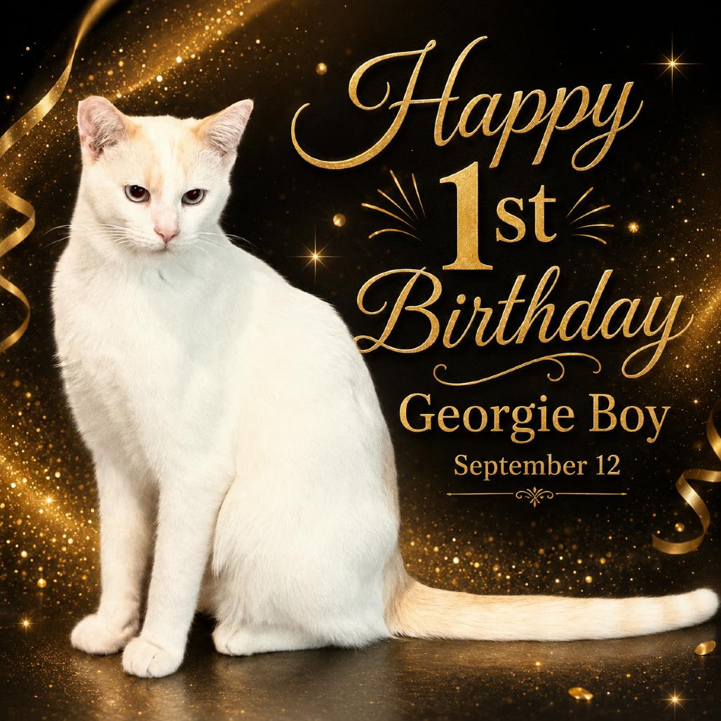 Enlarge Georgie Boy, a Adoptable Siamese in Menifee, CA image 4/6