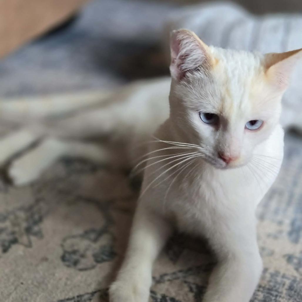 Enlarge Georgie Boy, a Adoptable Siamese in Agoura Hills, CA image 6/6