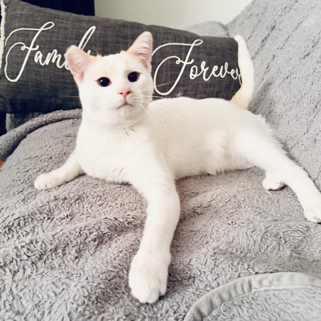 Enlarge Georgie Boy, a Adoptable Siamese in Menifee, CA image 5/6